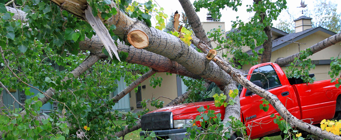 Comment « sauver » un arbre après une tempête ? Les conseils d'un