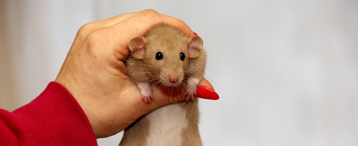 L'ultrason contre les souris est-il efficace ? - Rats & Souris
