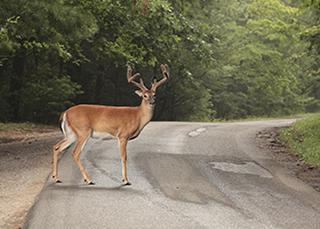 Collision Avec Un Animal Sauvage : Démarches Et Indemnisations